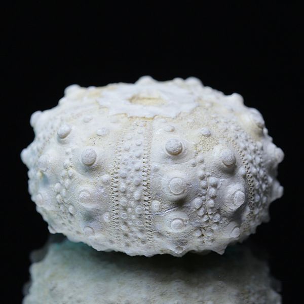 Hovedbilde Fossil kråkebolle/sjøpinnsvin (Goniopygus emmae)