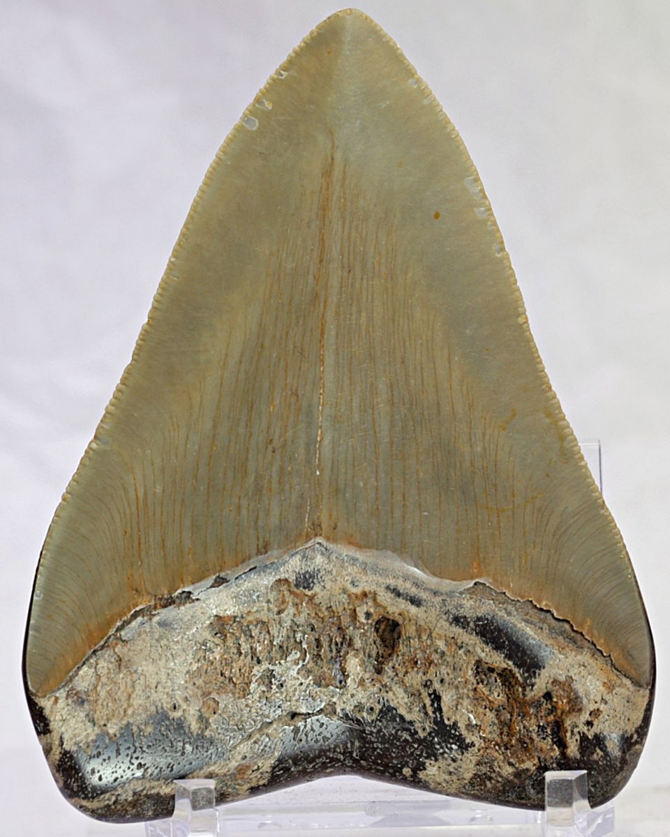 Megalodon-tann, litt polert (9,8 cm), South Carolina, USA