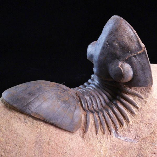 Hovedbilde  Trilobitt (Paralejurus brongniarti)