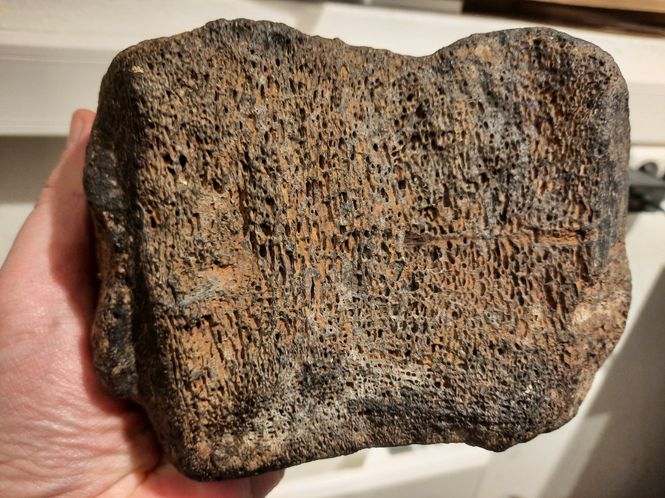 Hovedbilde Ryggvirvel av iguanodontid (ca. 130 mill år)