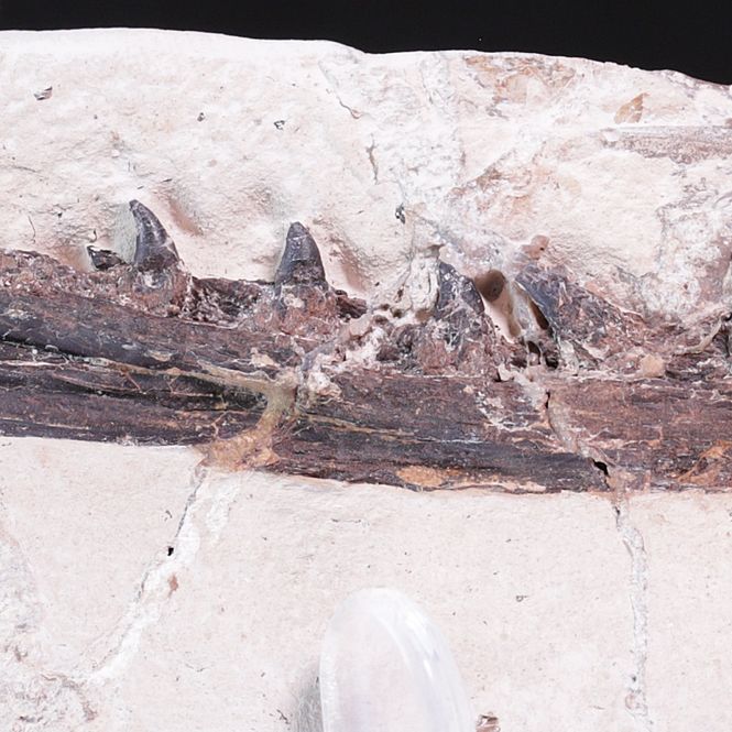 Hovedbilde Tethysaurus, underkjeve (Asfla, Marokko)