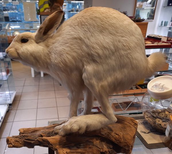 Hovedbilde RESERVERT! Hare (Lepus timidus), utstoppet
