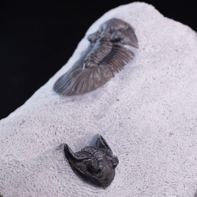 Hovedbilde  Trilobitter (Scabriscutellum og Hollardops)