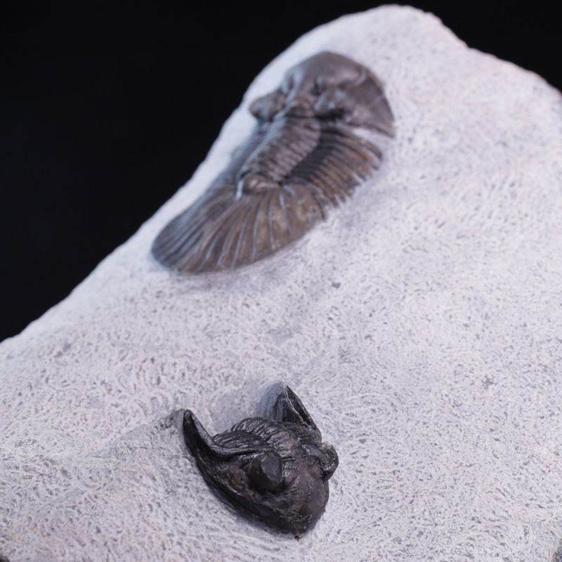  Trilobitter (Scabriscutellum og Hollardops)