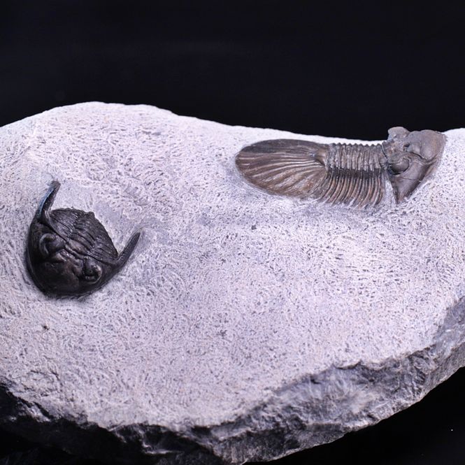 Hovedbilde  Trilobitter (Scabriscutellum og Hollardops)