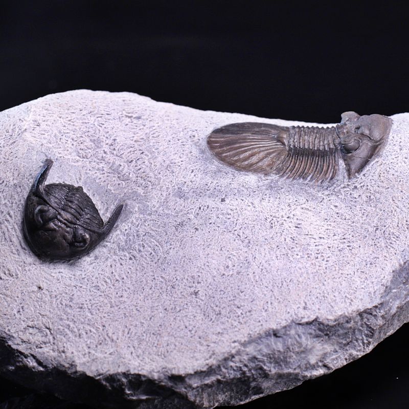  Trilobitter (Scabriscutellum og Hollardops)