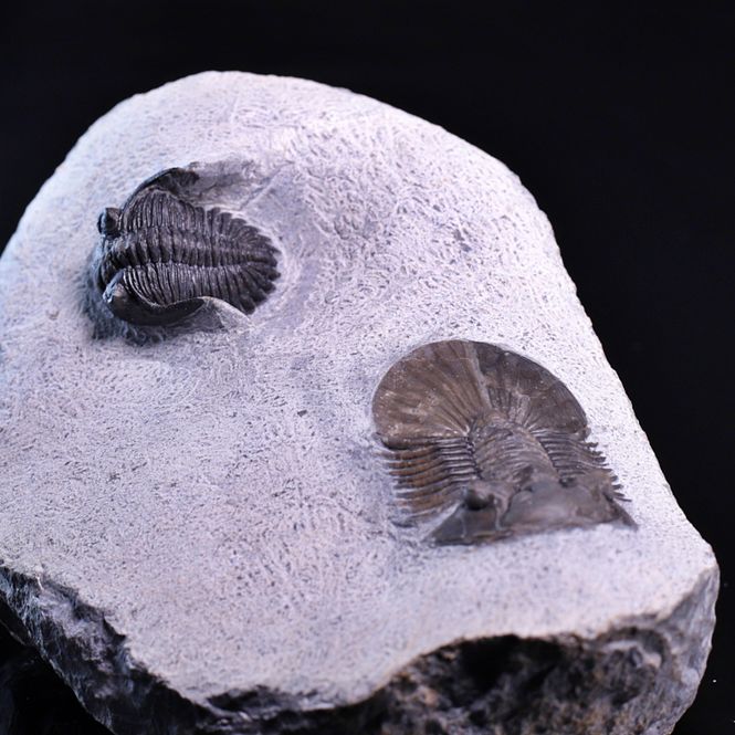 Hovedbilde  Trilobitter (Scabriscutellum og Hollardops)