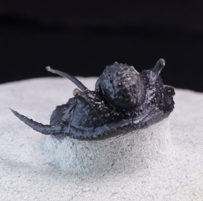 Trilobitt (Cyphaspis eberhardiei)