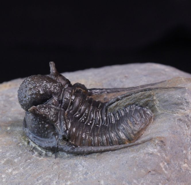 Hovedbilde Trilobitt (Cyphaspis eberhardiei)
