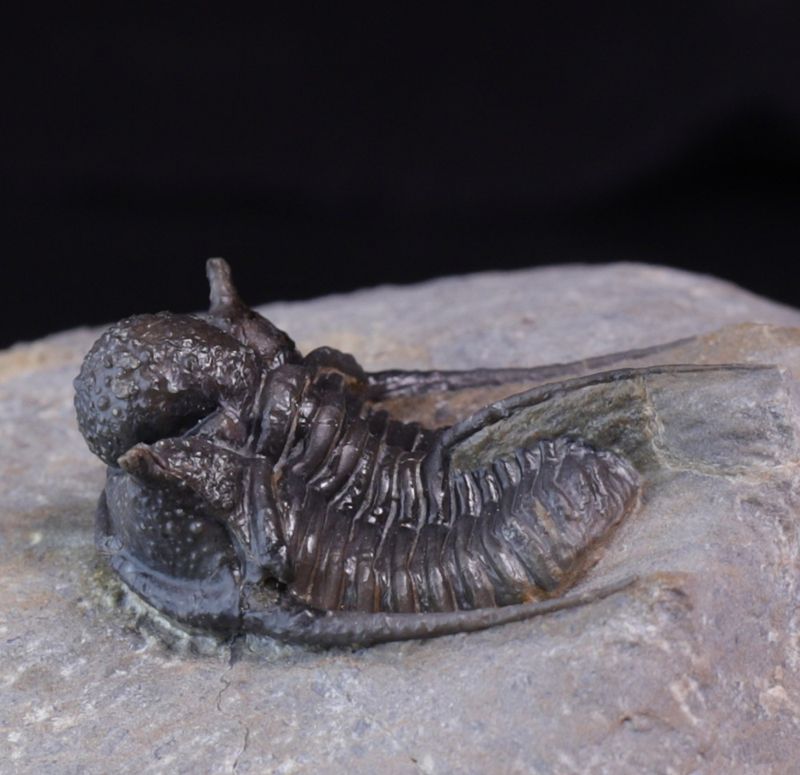 Trilobitt (Cyphaspis eberhardiei)