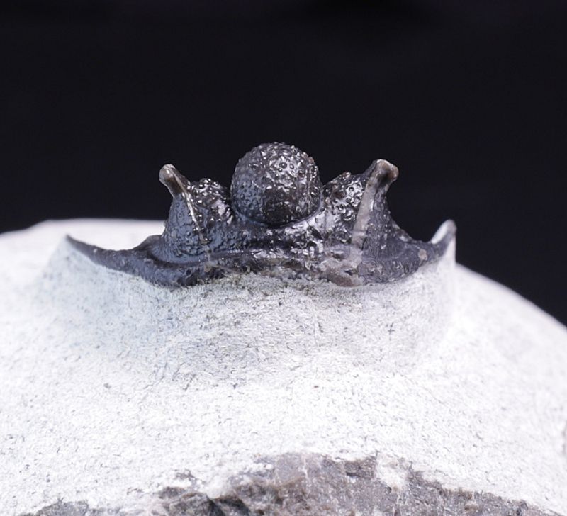 Trilobitt (Cyphaspis eberhardiei)