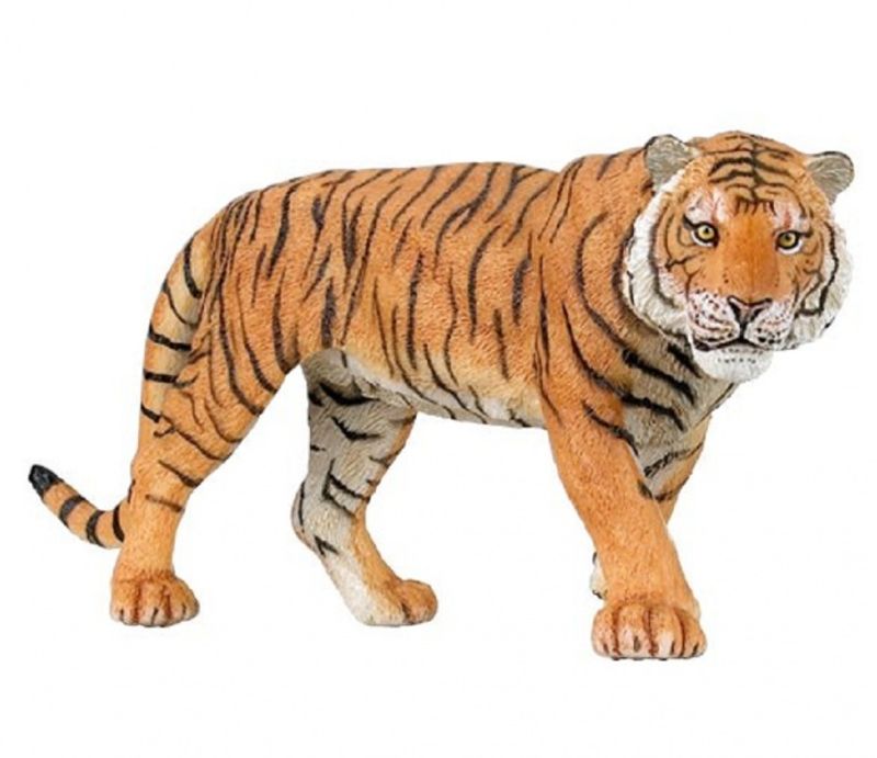Tiger (Panthera tigris)