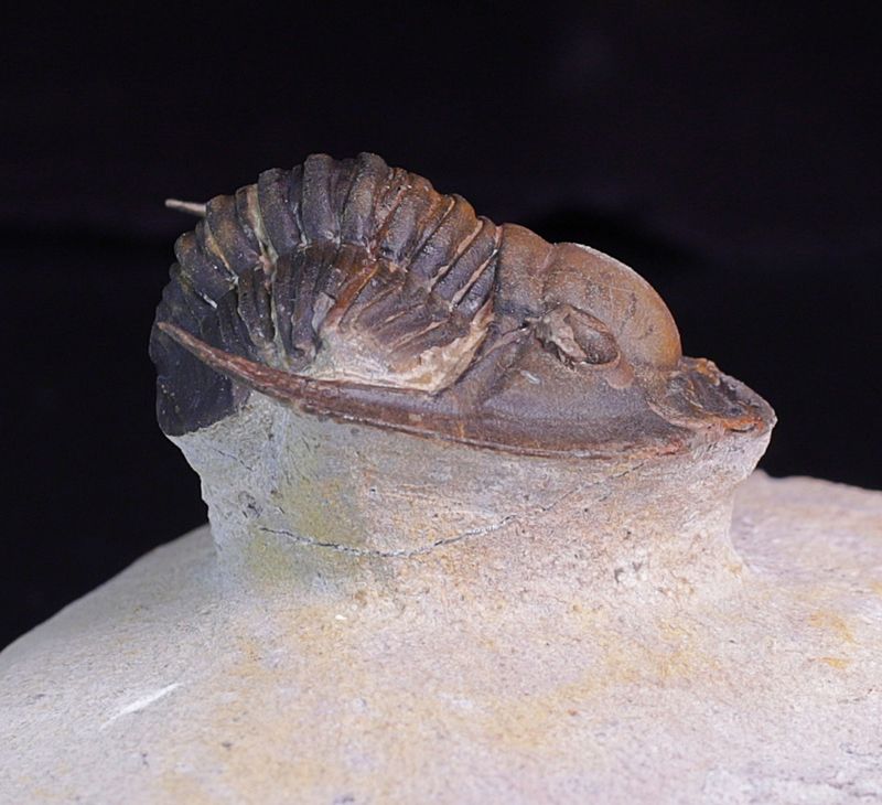 Trilobitt (Lepidoproetus marachianus)