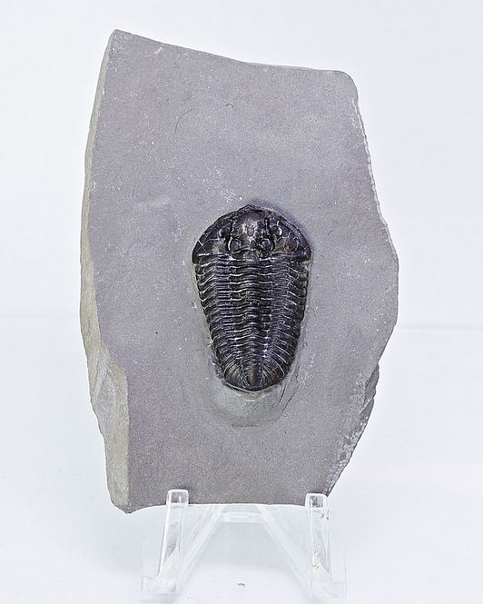 Hovedbilde Trilobitt (Calymene niagarensis)