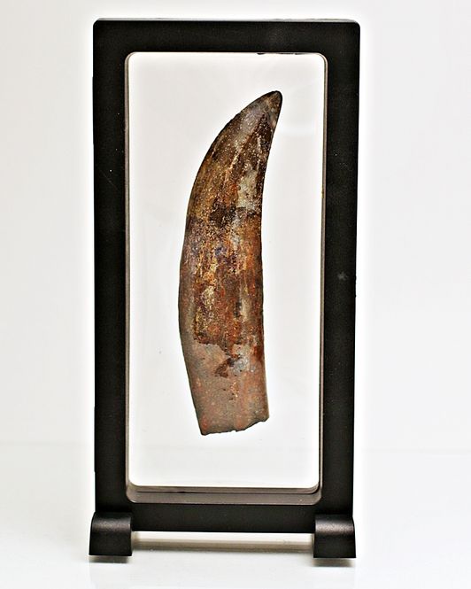 Hovedbilde Diger Carcharodontosaurus-tann! 12,2 cm