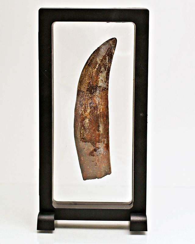 Diger Carcharodontosaurus-tann! 12,2 cm