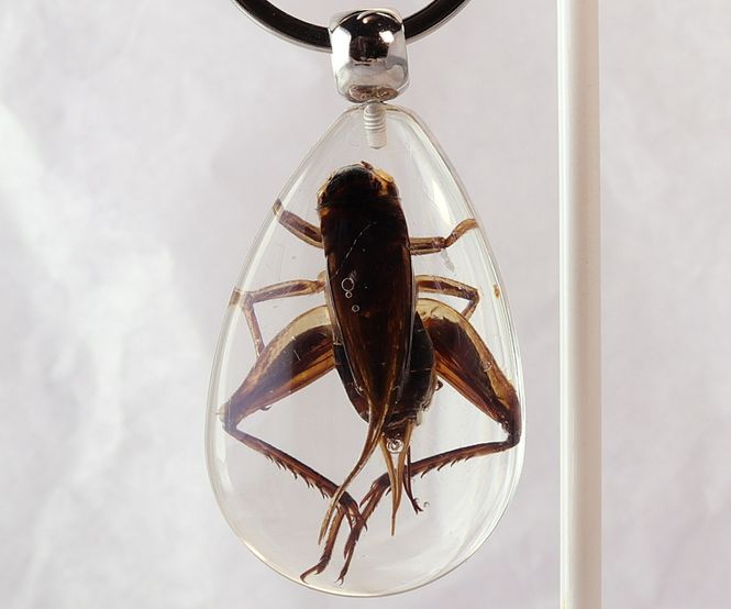 Hovedbilde Nøkkelknippe med ekte siriss (Gryllidae sp.)