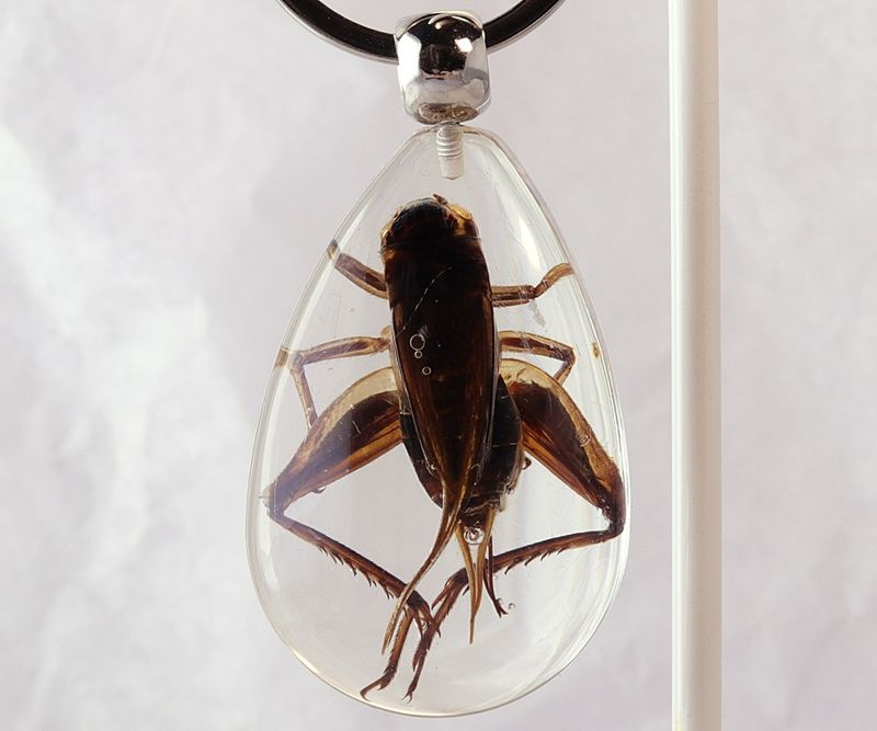 Nøkkelknippe med ekte siriss (Gryllidae sp.)