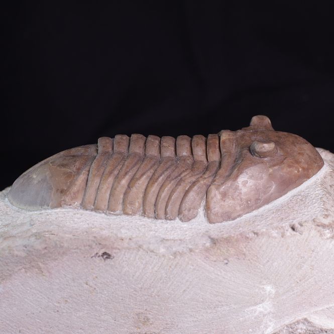Hovedbilde Trilobitt (Asaphus latus)