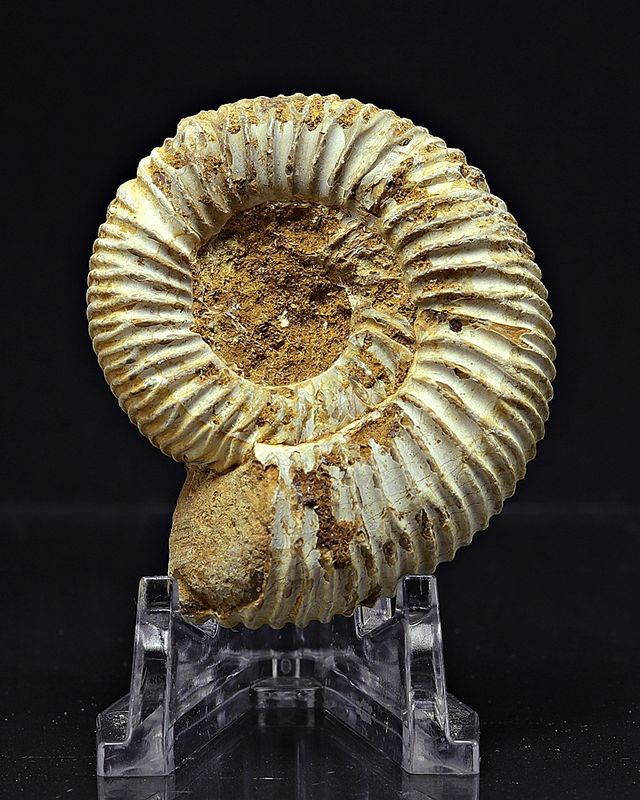 Ammonitt, Perisphinctes, (4,5-5 cm) i gaveeske