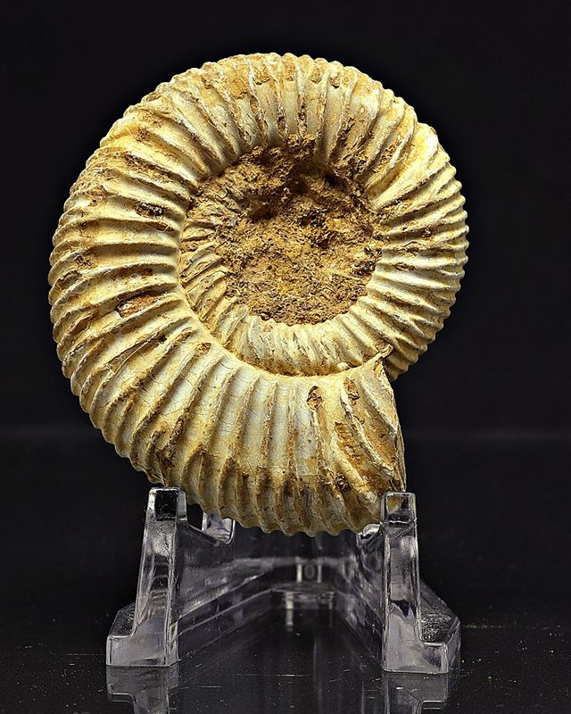 Ammonitt, Perisphinctes, (4,5-5 cm) i gaveeske