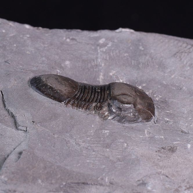 Hovedbilde Trilobitt (Bumastus ioxus)