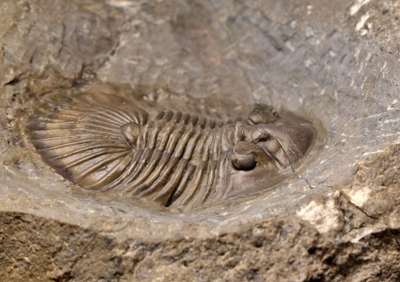  Trilobitt (Scabriscutellum furciferum)