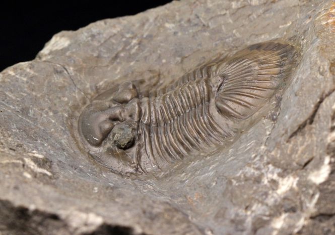 Hovedbilde  Trilobitt (Scabriscutellum furciferum)