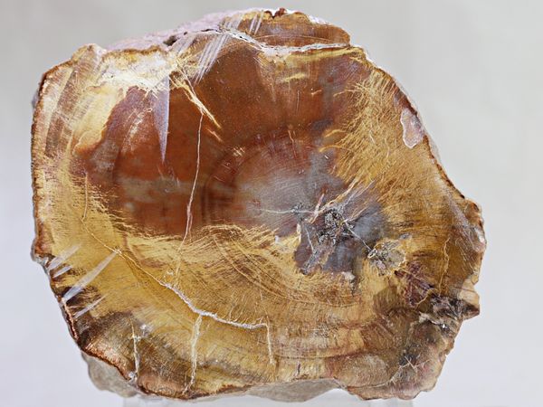 Hovedbilde Skive av fossilt tre, Madagaskar, ca. 225 mill. år