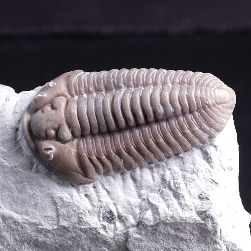 Trilobitt (Flexicalymene retrosa) Ohio
