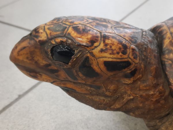 Hovedbilde Karettskilpadde (Eretmochelys imbricata), utstoppet