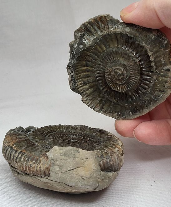 Hovedbilde Ammonitt (Dactylioceras sp.), delt nodul, Whitby, England