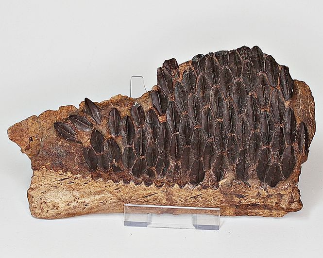 Hovedbilde Edmontosaurus, underkjevedel (Wyoming, USA)