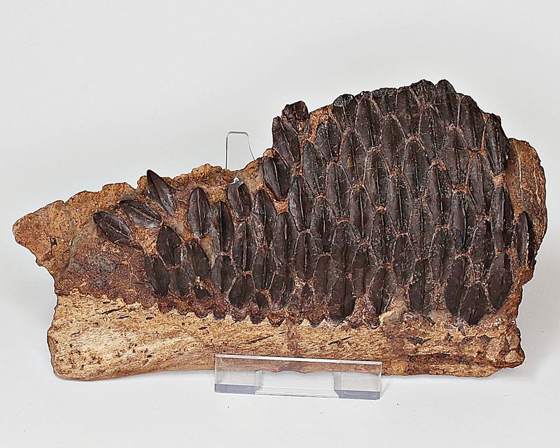 Edmontosaurus, underkjevedel (Wyoming, USA)
