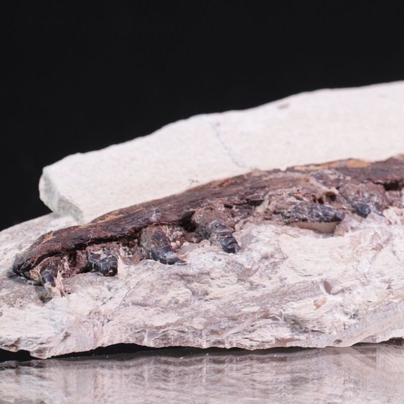 Tethysaurus, underkjeve (Asfla, Marokko)