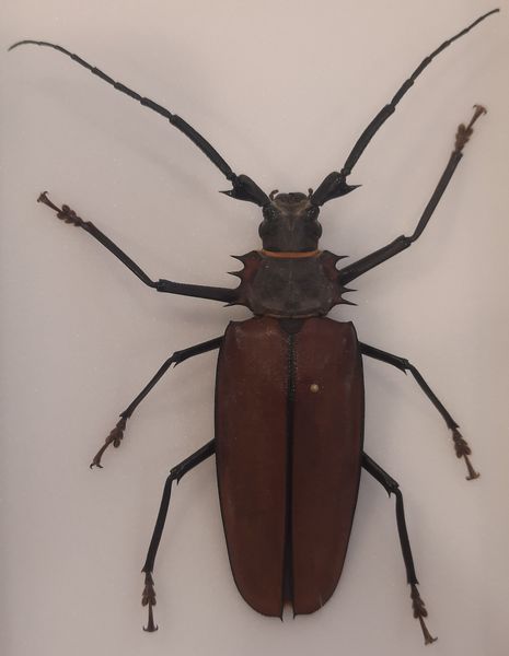 Hovedbilde Kjempetrebukk (Enoplocerus armillatus) i ramme