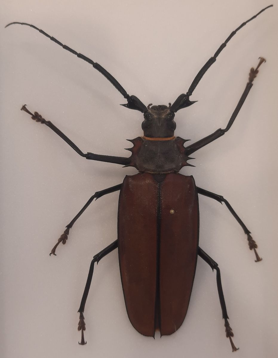 Kjempetrebukk (Enoplocerus armillatus) i ramme