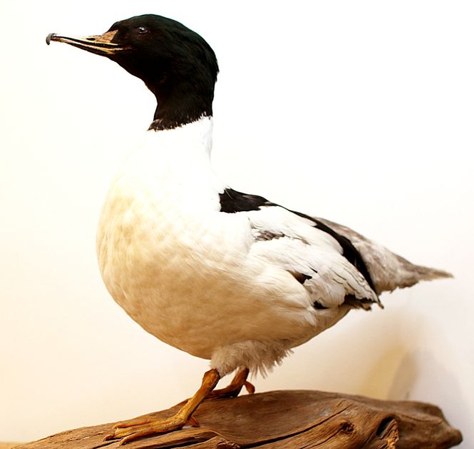 Hovedbilde Laksand (Mergus merganser), utstoppet