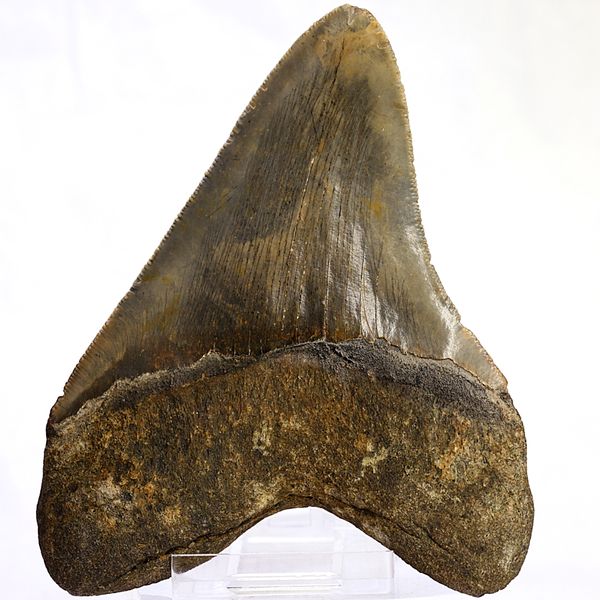 Hovedbilde Megalodon-tann (11,5 cm), South Carolina, USA