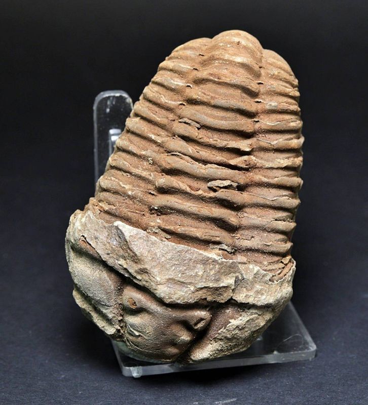 Trilobitt (Neseuretus tristani), 7-8 cm