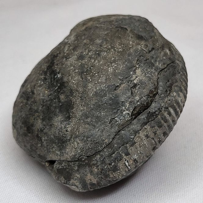Hovedbilde Ammonitt (Dactylioceras sp.), delt nodul, Whitby, England