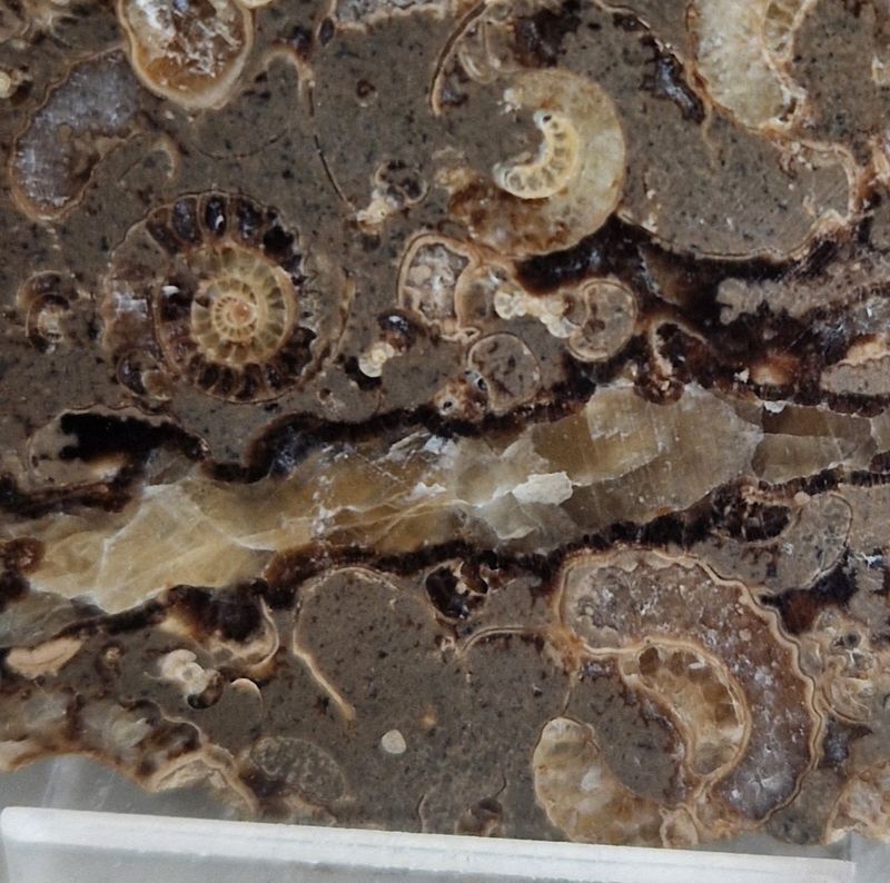 Promicroceras sp. (ammonittplate)