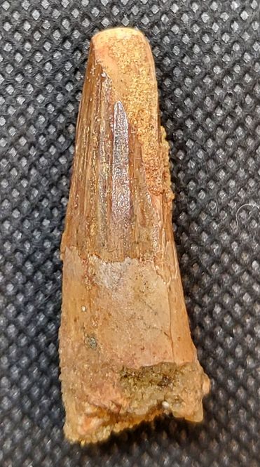 Hovedbilde Spinosaurustann (3,9 cm)