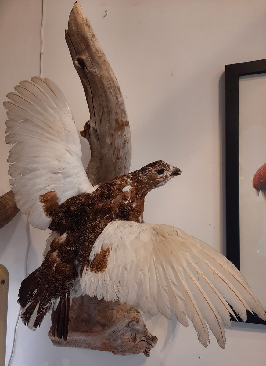  Lirype (Lagopus lagopus), utstoppet, veggmontasje