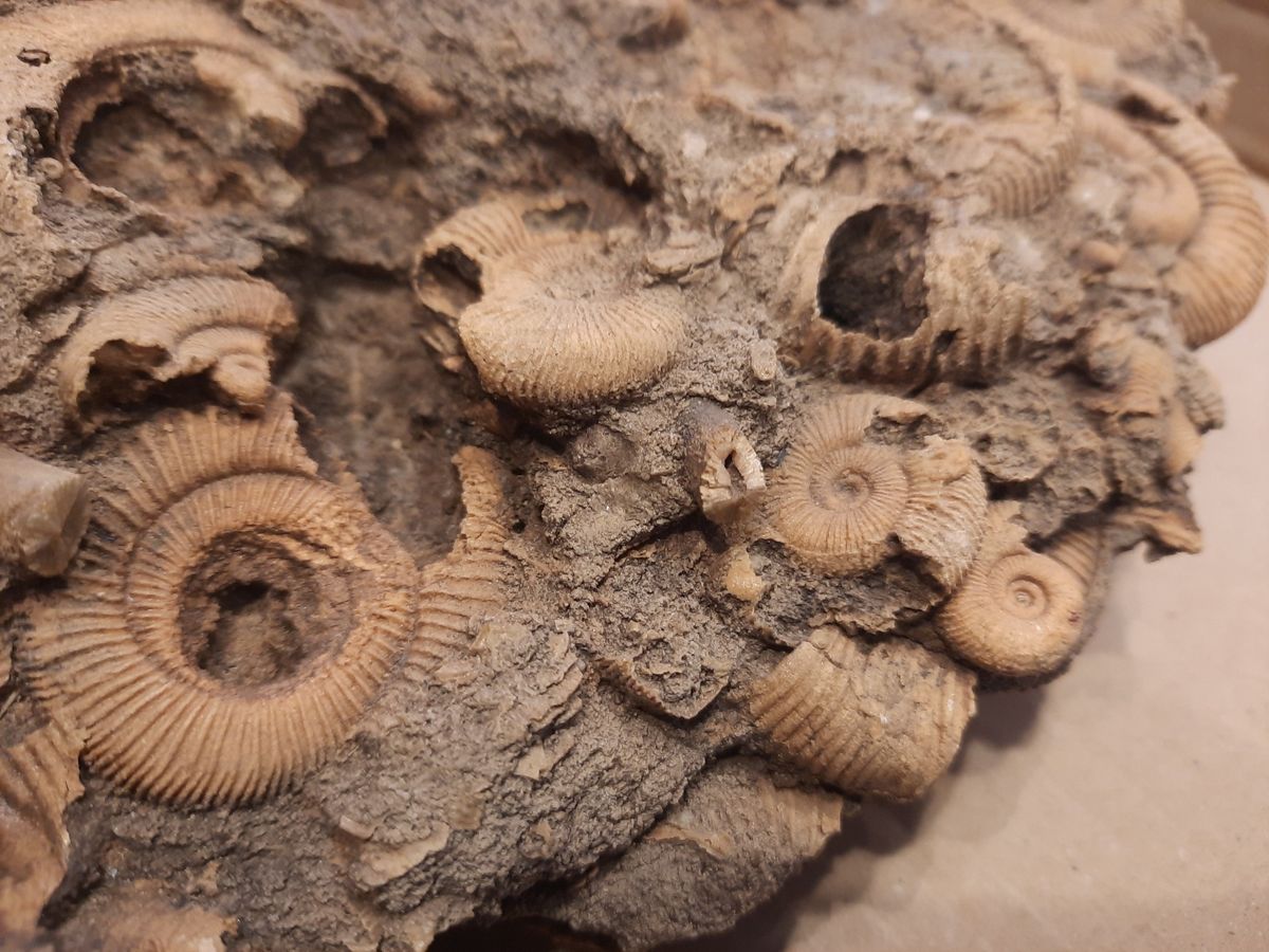 Massedødplate av Dactylioceras-ammonitter