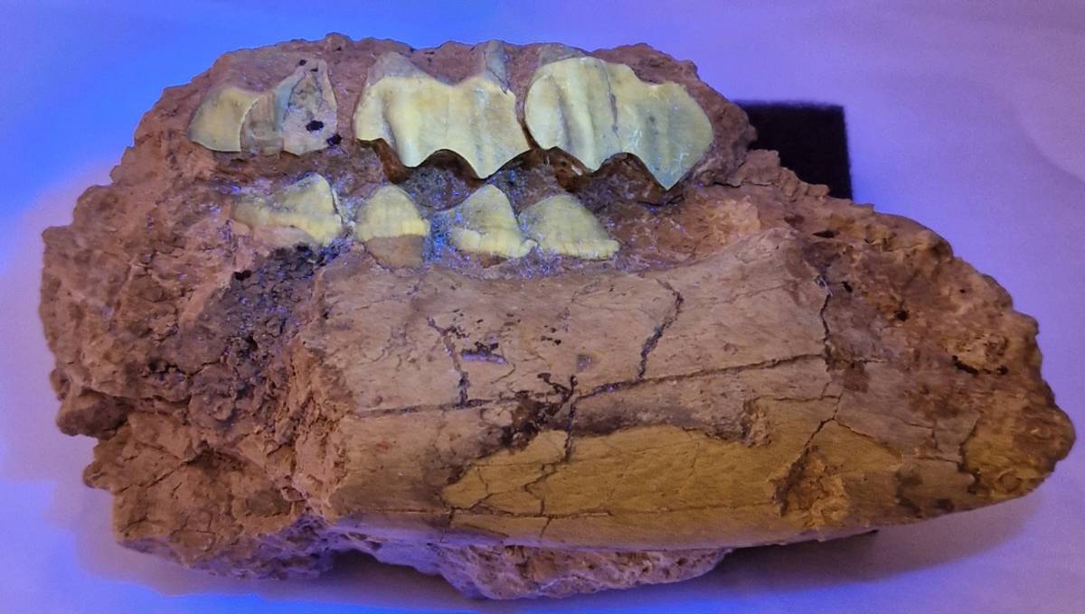 Stor oreodontkjeve i matriks (30 mill år)