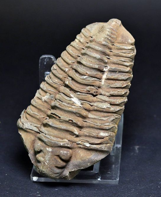 Hovedbilde Trilobitt (Neseuretus tristani), 7-8 cm