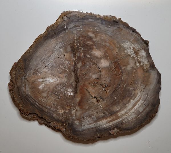 Hovedbilde Skive av fossilt tre, Madagaskar (29 cm), ca. 225 mill. år