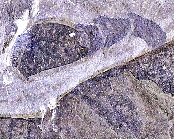 Hovedbilde Fossil sjøskorpion (Eurypterus remipes)