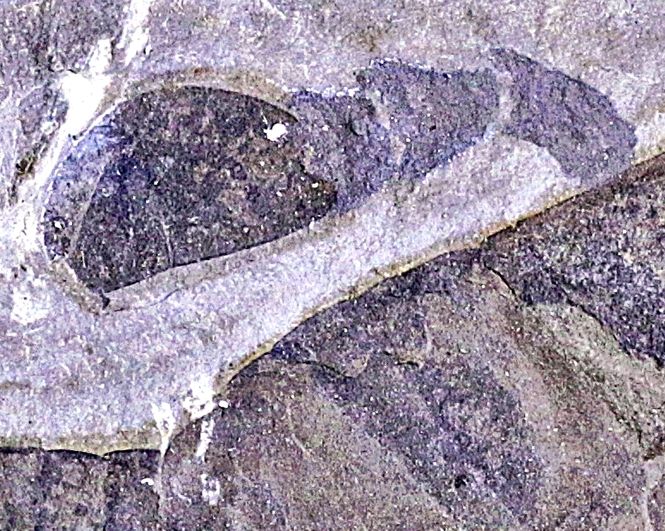 Hovedbilde Fossil sjøskorpion (Eurypterus remipes)